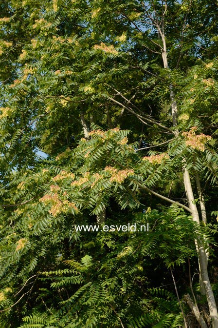 Ailanthus altissima