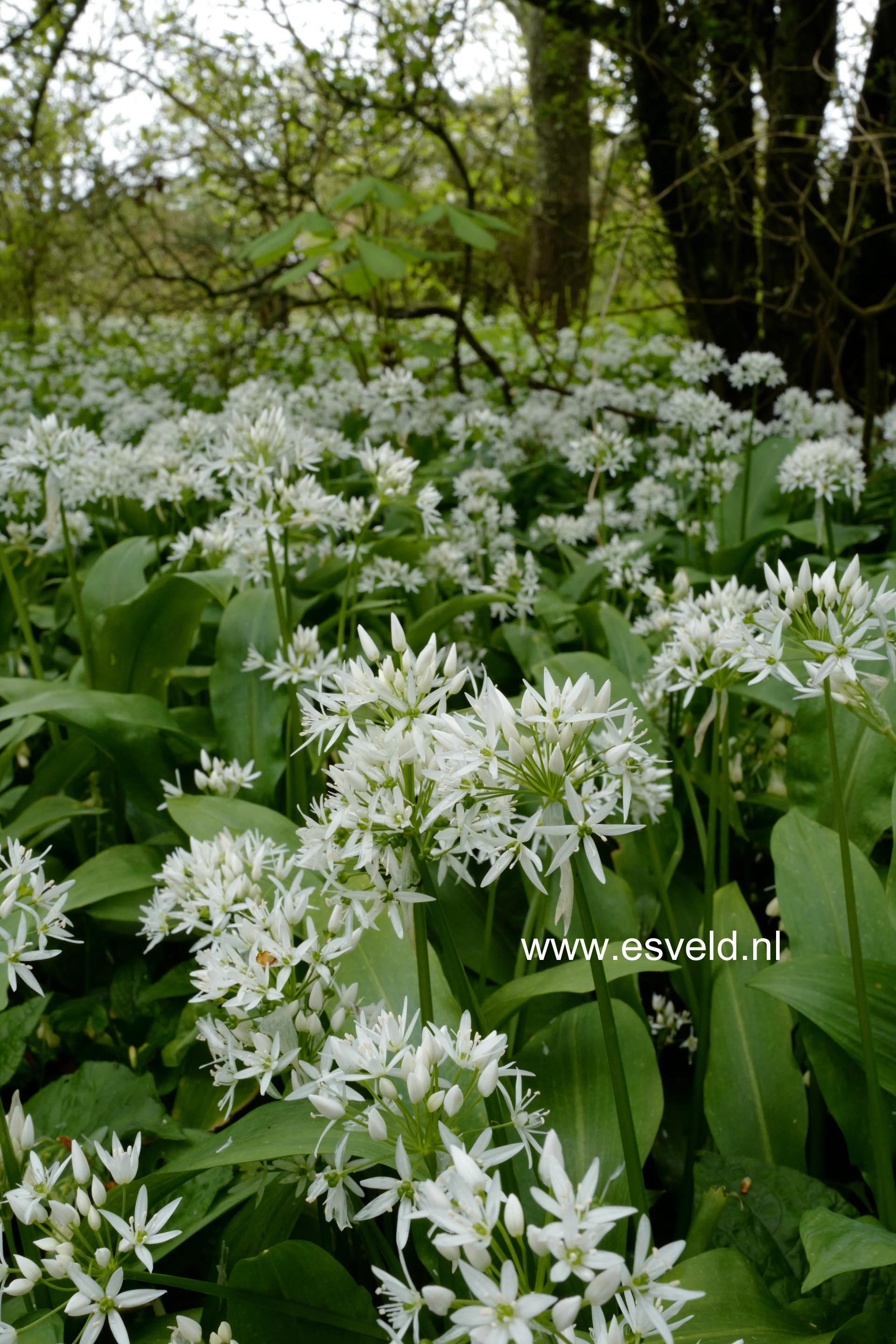 Allium ursinum