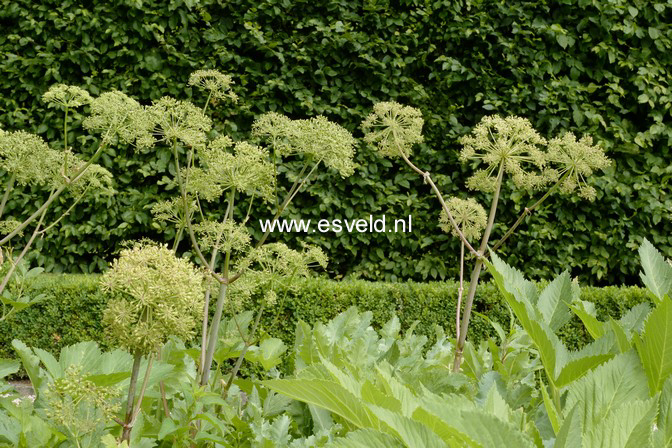 Angelica archangelica