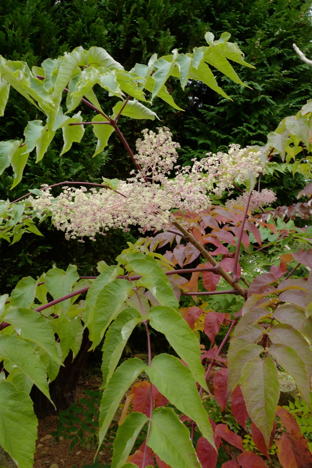 Aralia elata