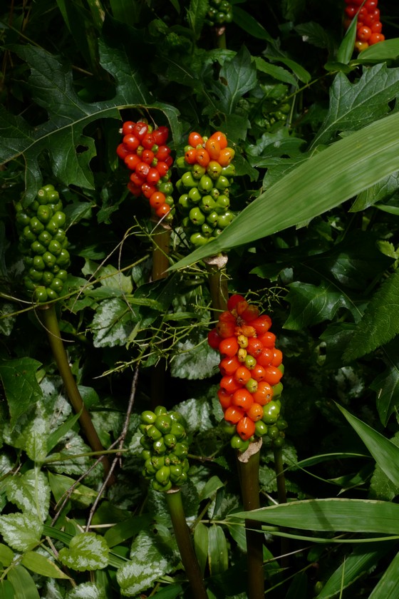 Arum italicum