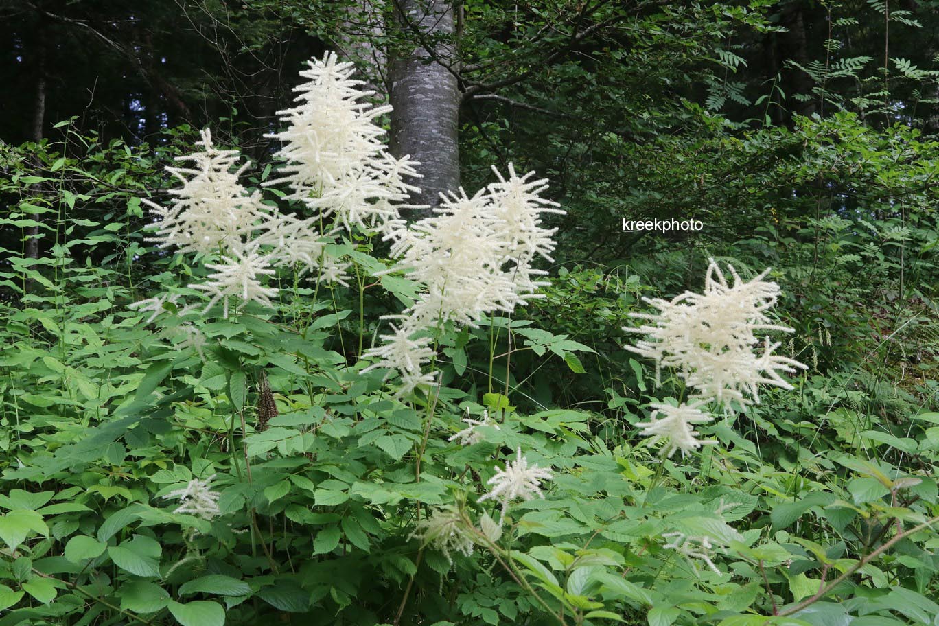 Aruncus dioicus