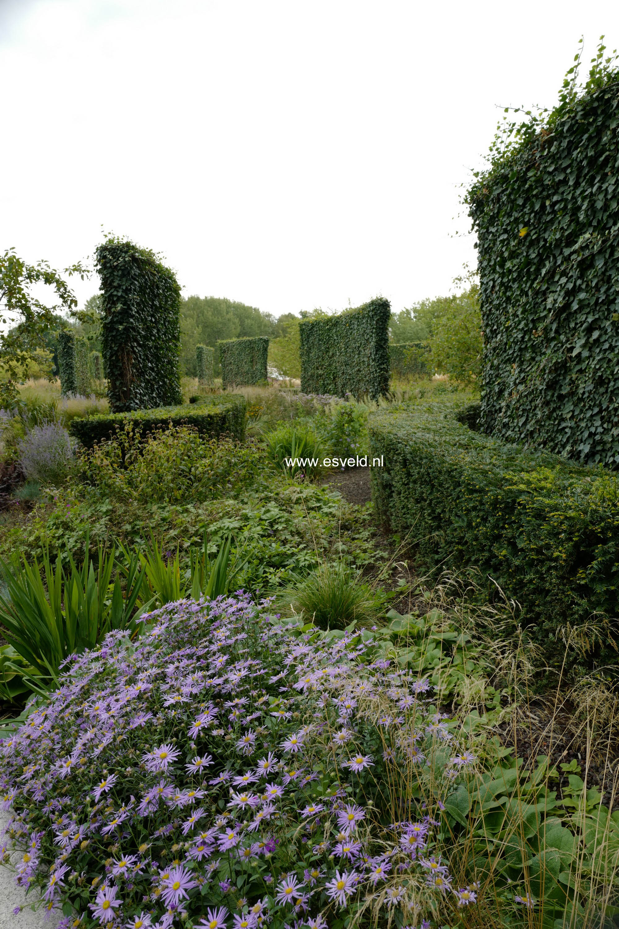 Aster frikartii 'Moench'