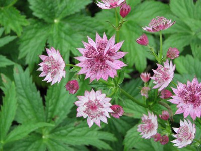 Astrantia major