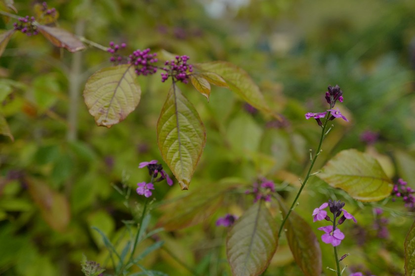 Callicarpa bodinieri 'Profusion'