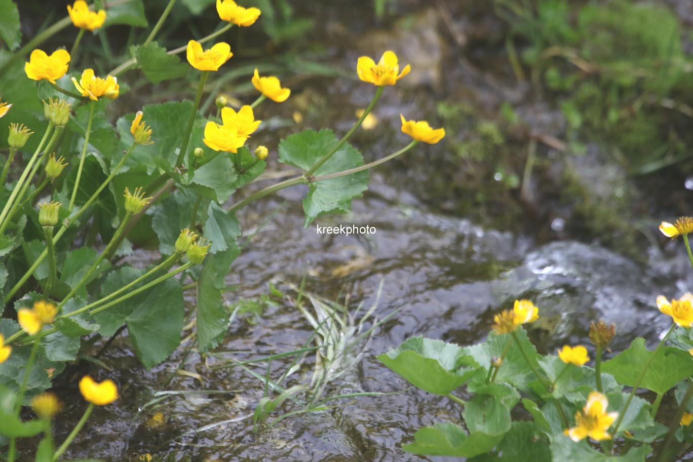 Caltha palustris