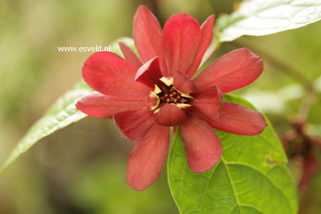 Calycanthus raulstonii 'Hartlage Wine'