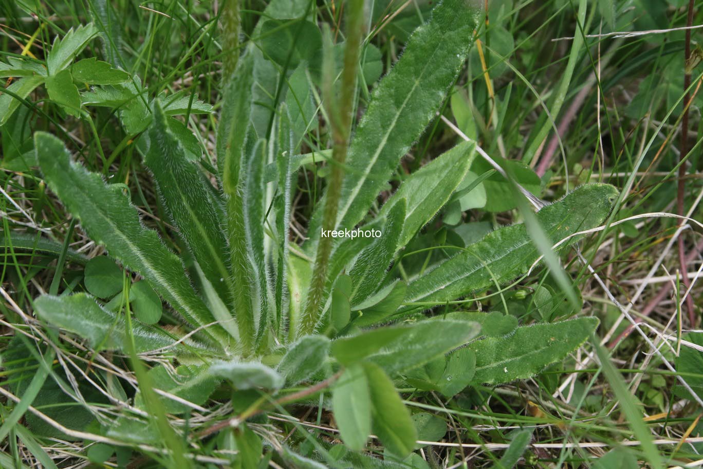 Campanula barbata