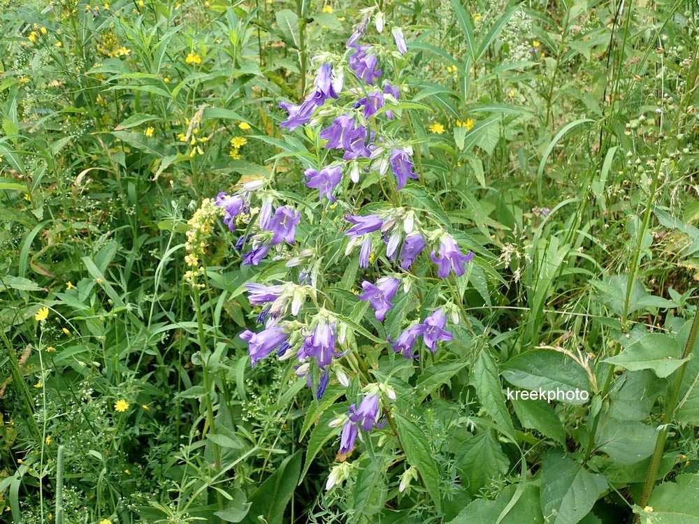 Campanula rapunculoides