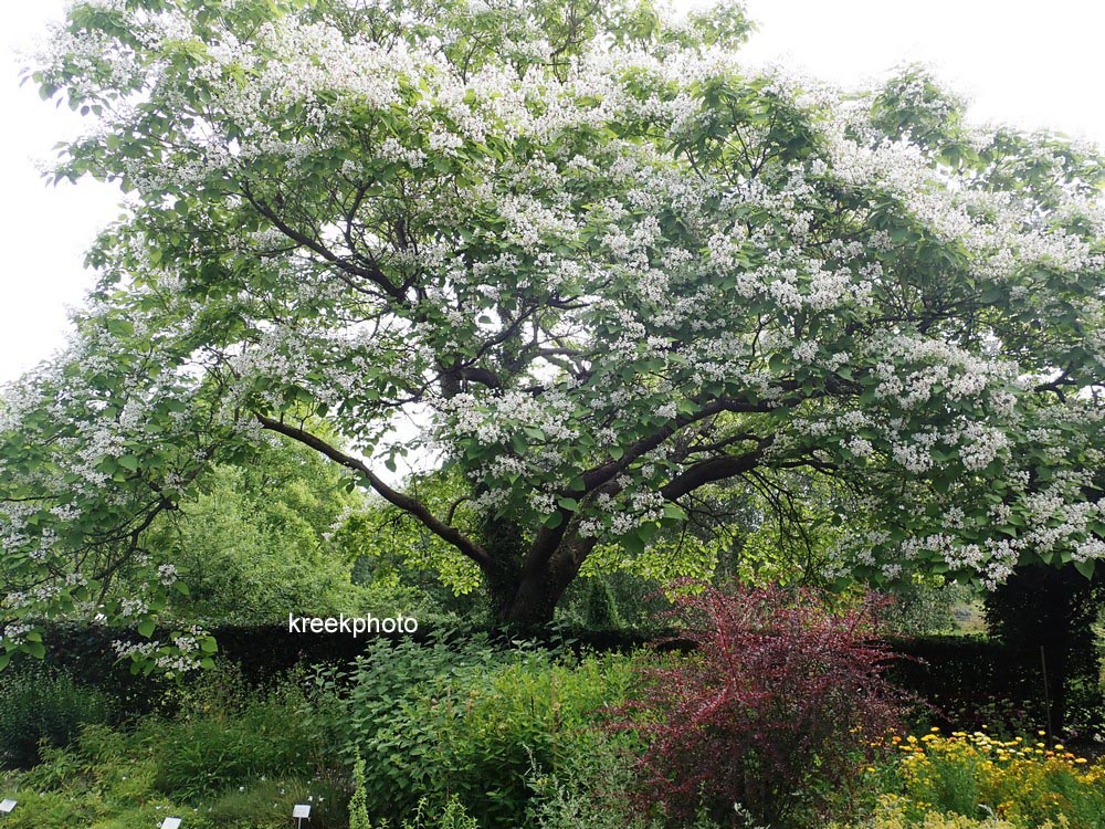 Catalpa bignonioides