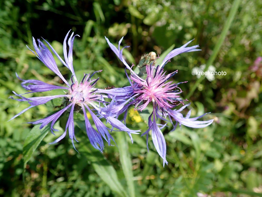 Centaurea montana