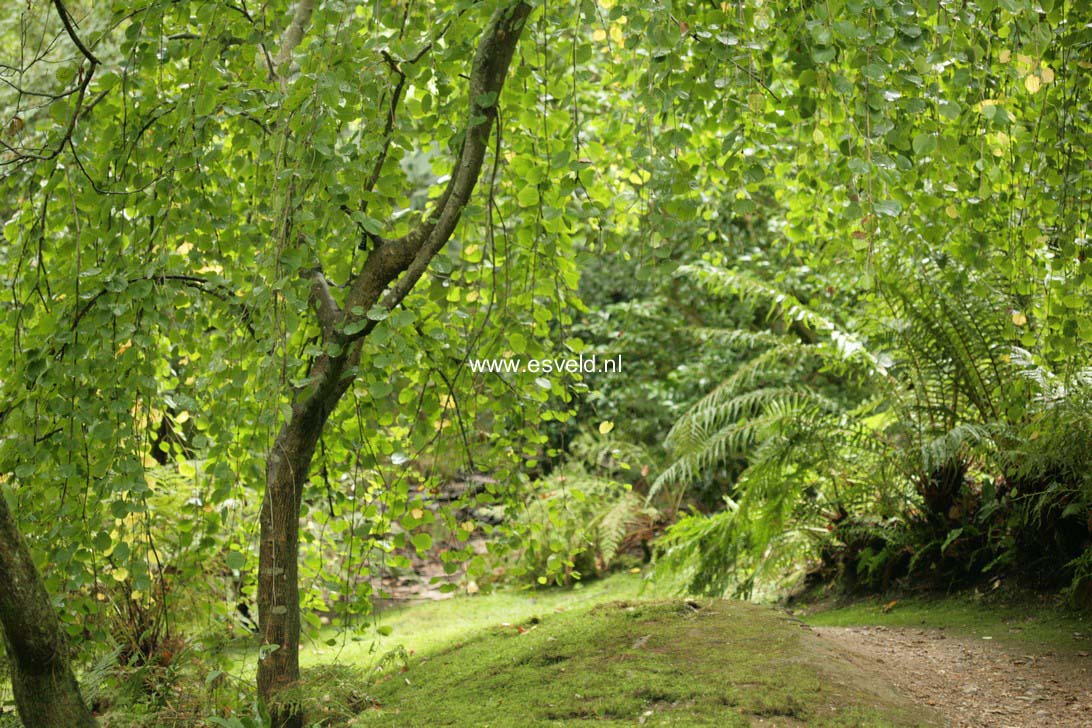 Cercidiphyllum japonicum 'Pendulum'