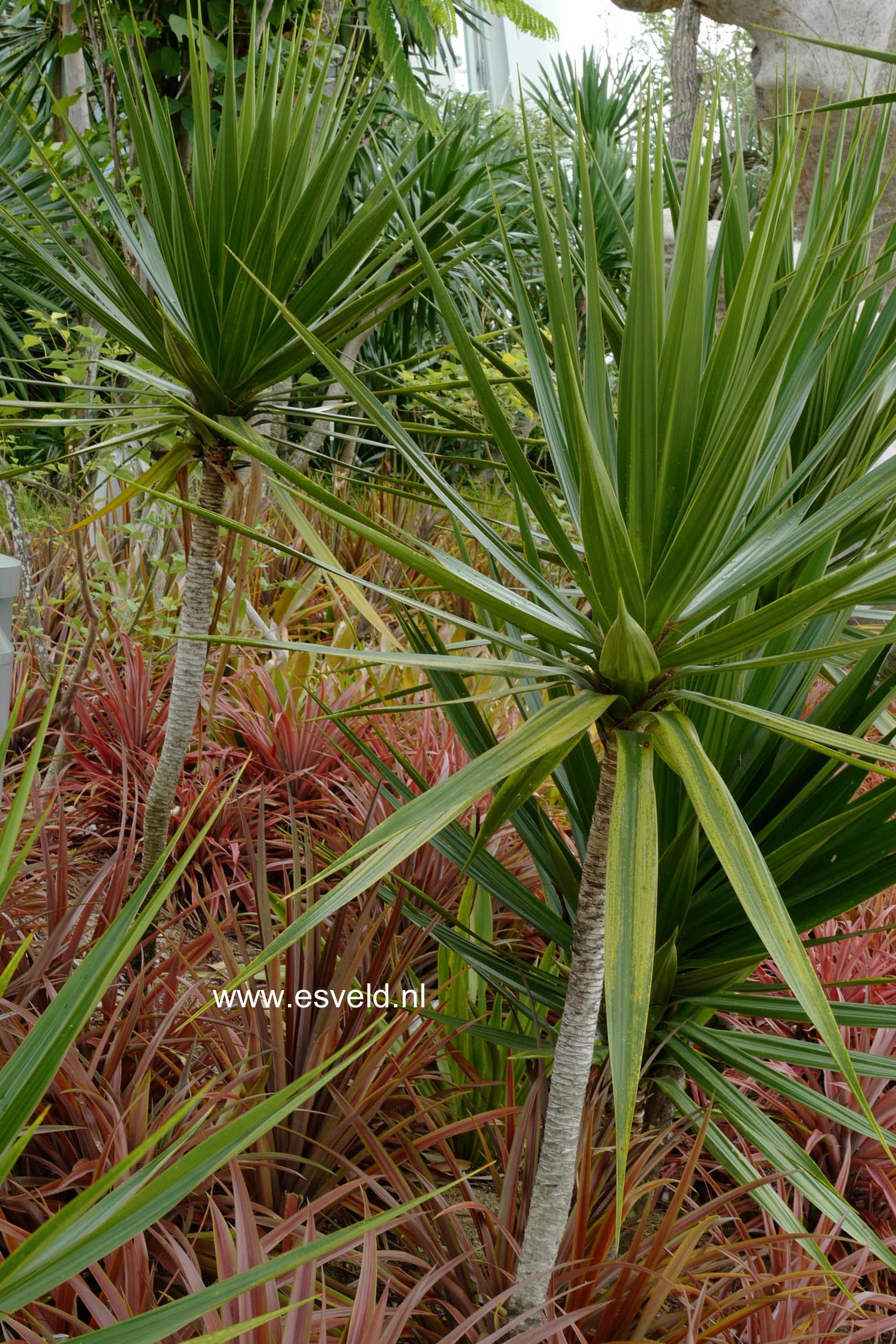 Cordyline australis