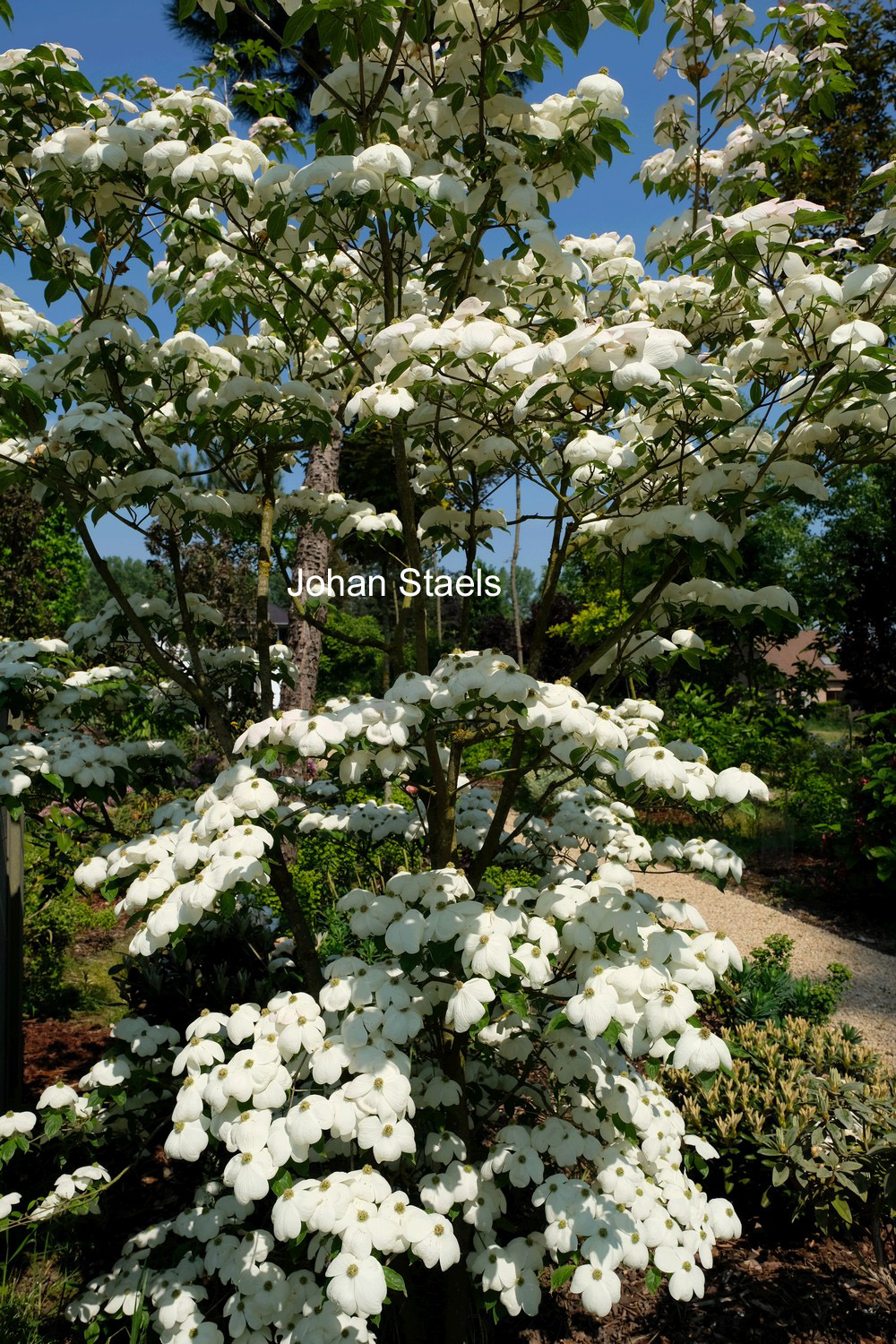 Cornus 'Rutdan' (CELESTIAL / GALAXY)