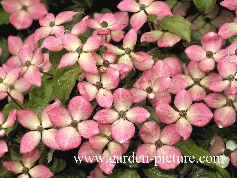 Cornus kousa 'Satomi'