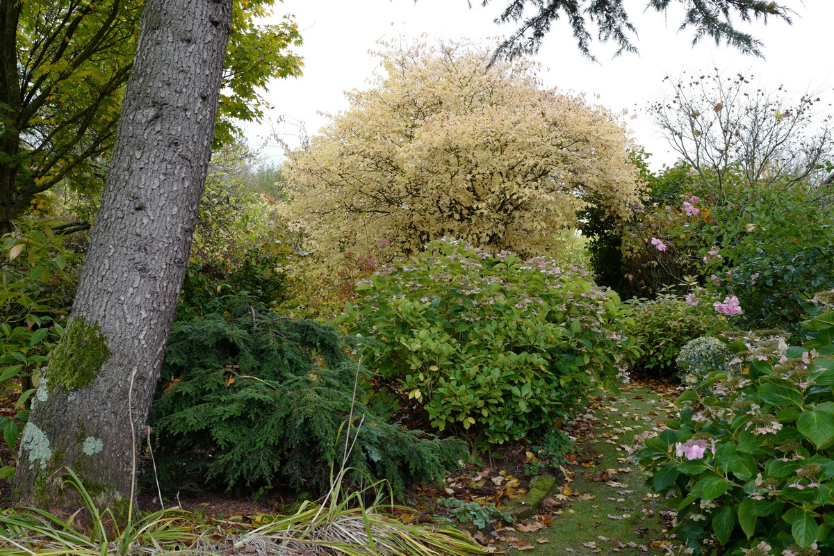 Cornus sanguinea 'Midwinter Fire'