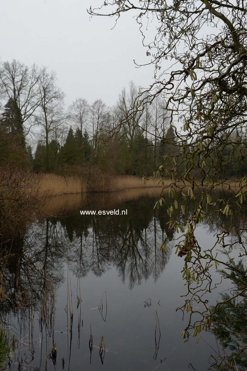 Corylus avellana 'Contorta'