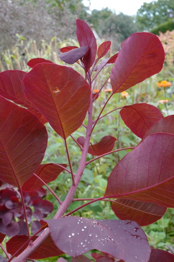Cotinus 'Grace'