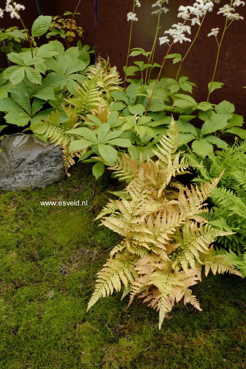 Dryopteris erythrosora