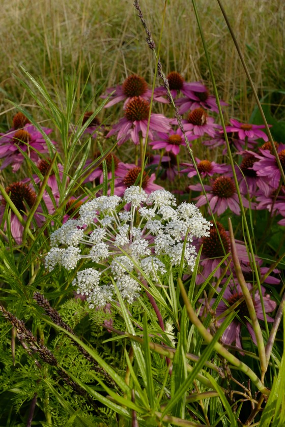 Echinacea purpurea