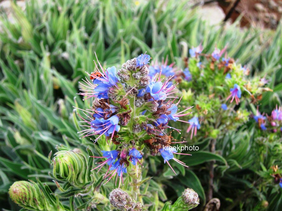 Echium vulgare