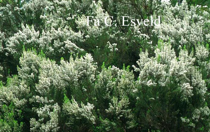 Erica arborea