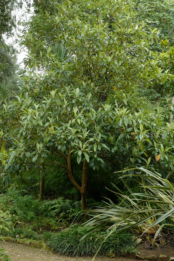 Eriobotrya japonica