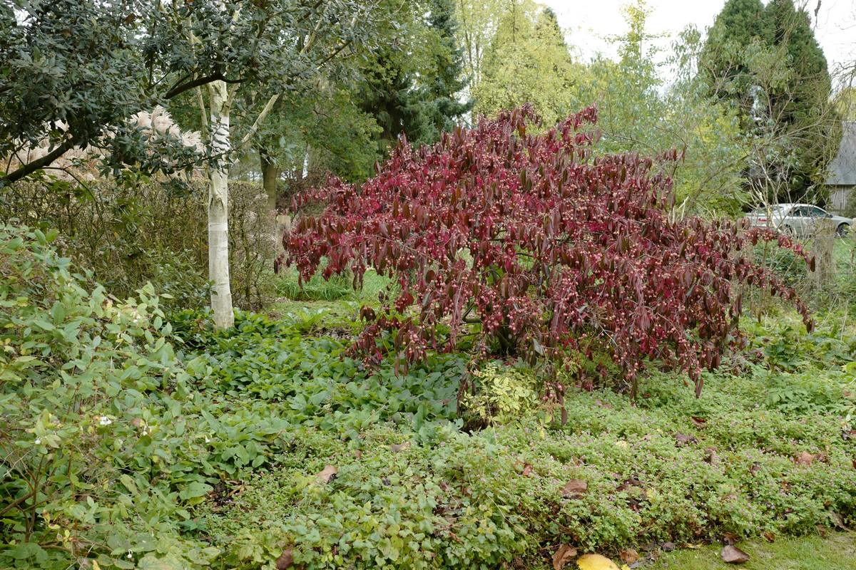Euonymus grandiflorus