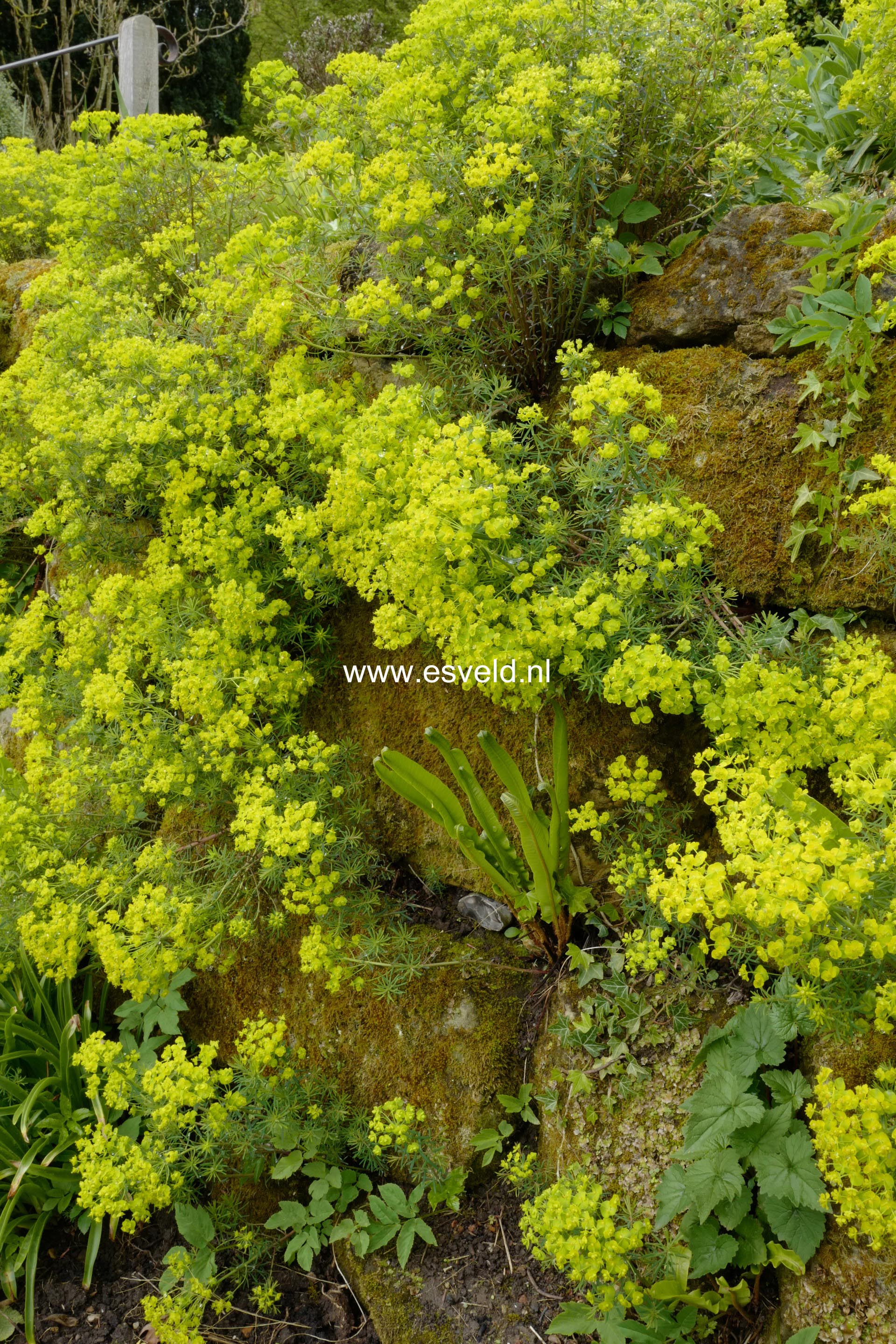 Euphorbia cyparissias