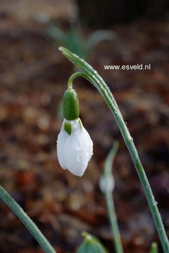 Galanthus nivalis