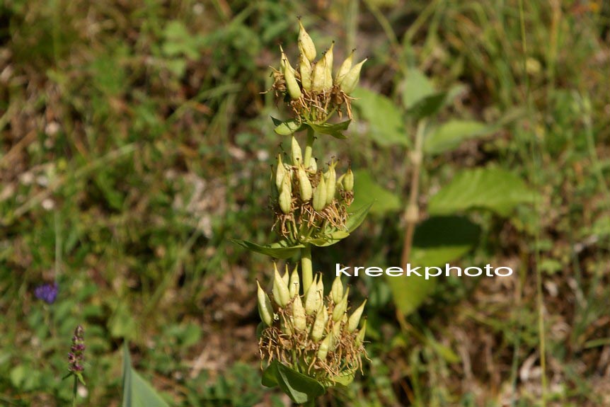 Gentiana lutea