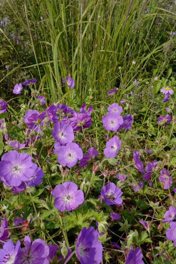 Geranium 'Rozanne'