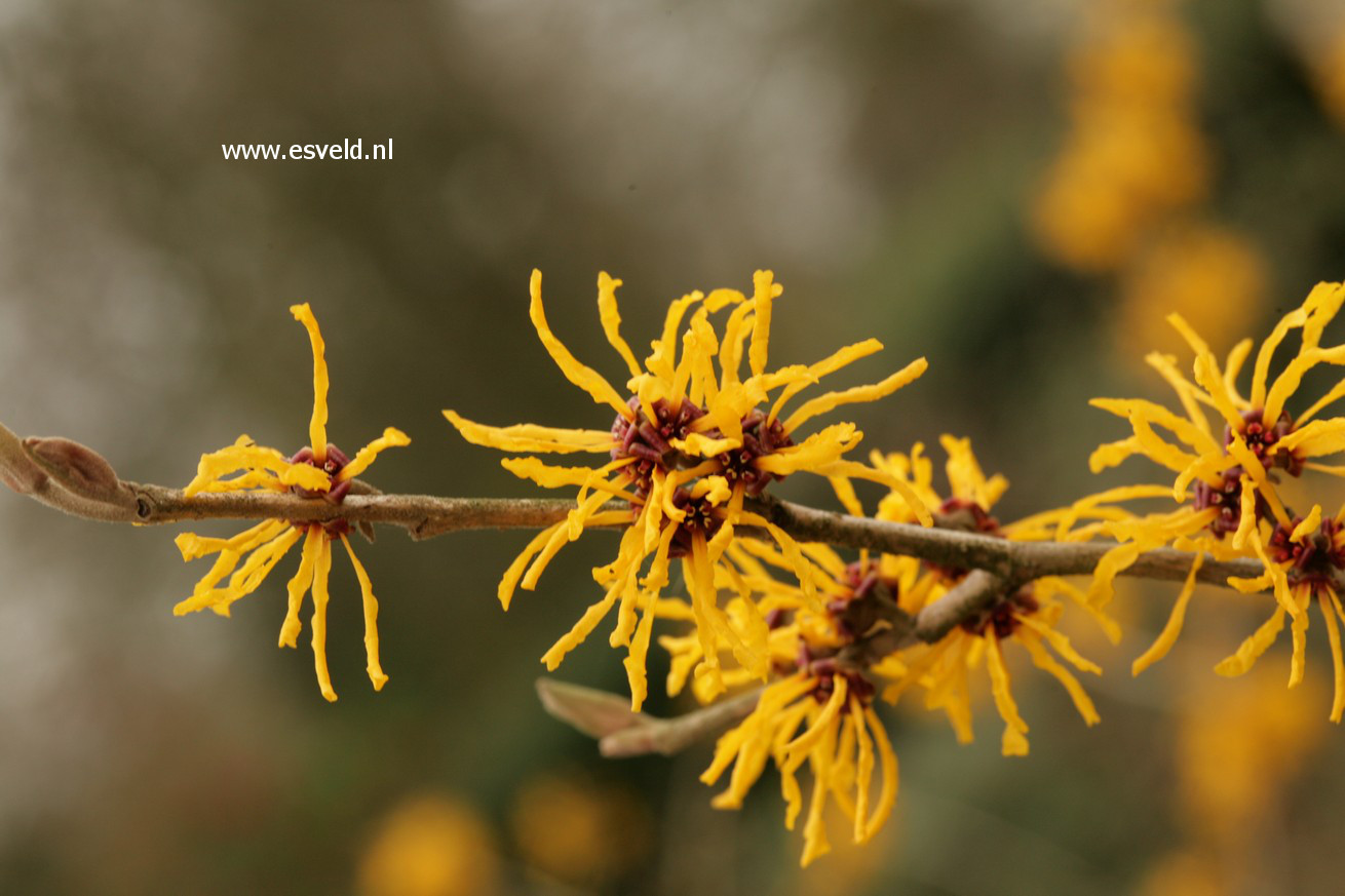 Hamamelis intermedia