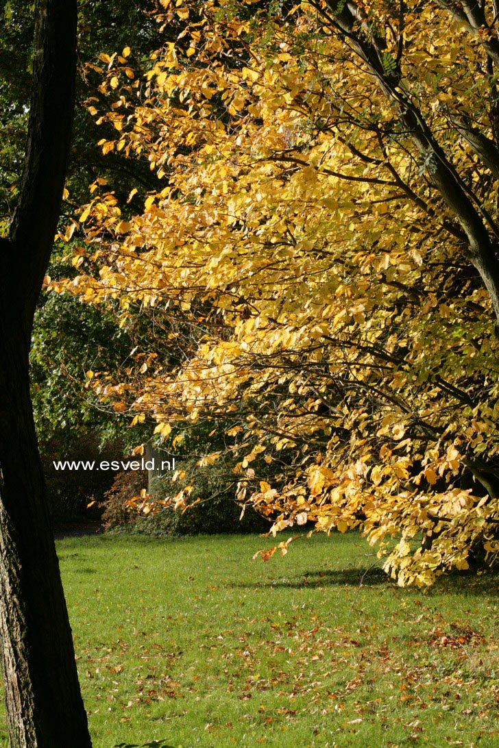 Hamamelis virginiana