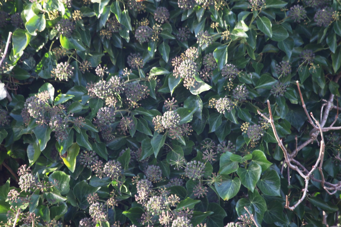 Hedera helix