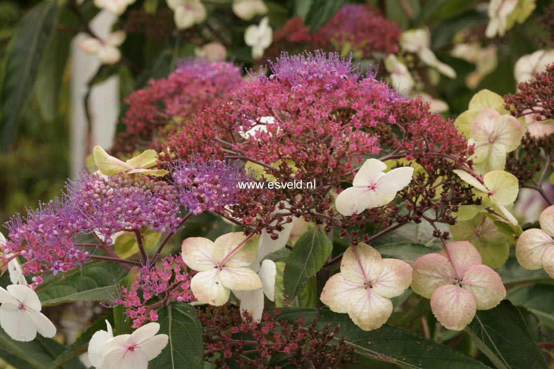 Hydrangea aspera strigosa