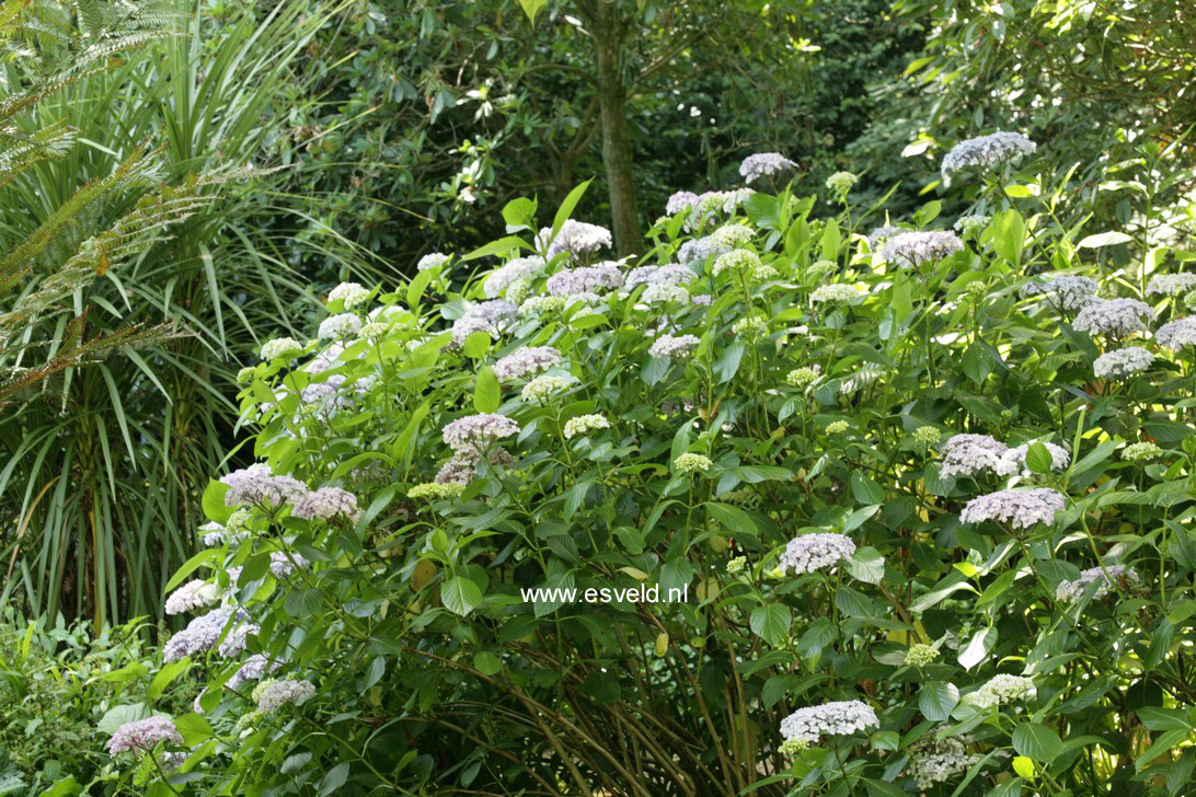 Hydrangea macrophylla 'Ayesha'