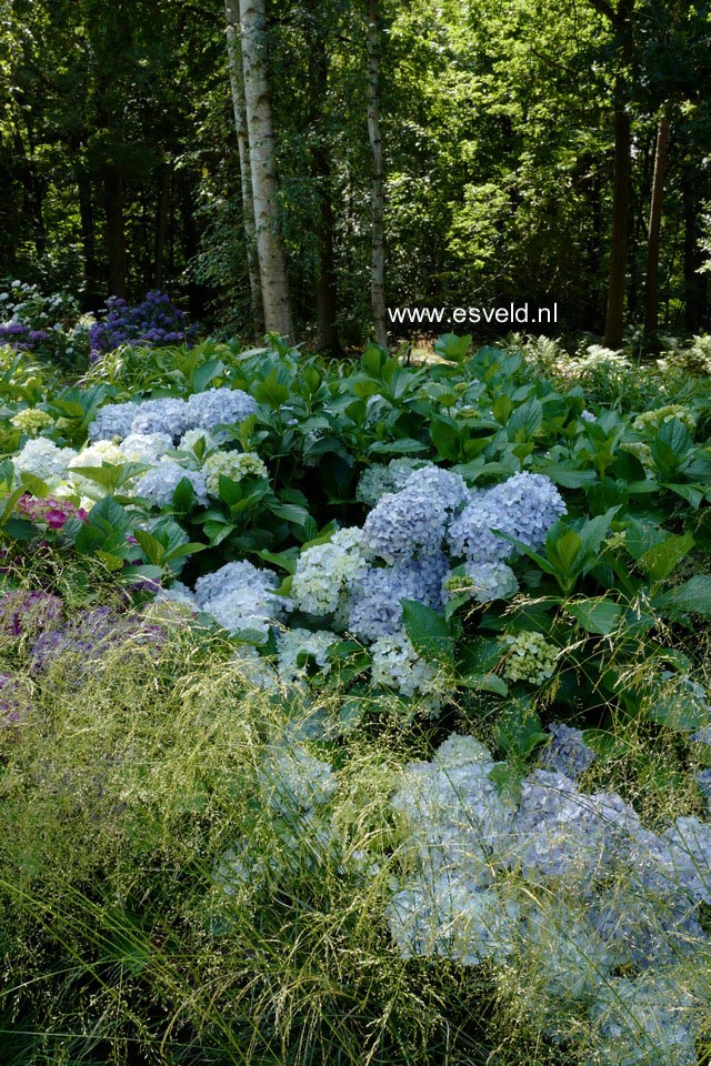 Hydrangea macrophylla 'Generale Vicomtesse de Vibraye'