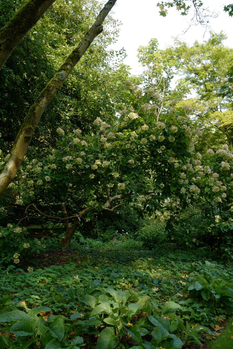 Hydrangea paniculata 'Unique'