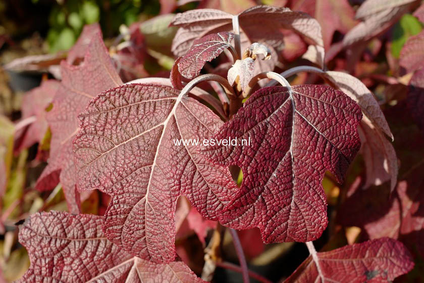 Hydrangea quercifolia 'Flemigea' (SNOWQUEEN)