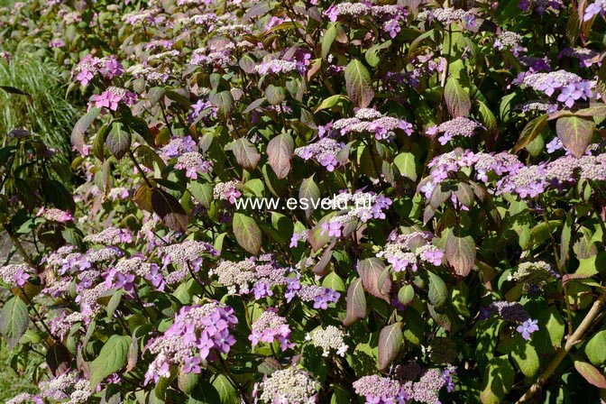 Hydrangea serrata 'Kuro-hime'