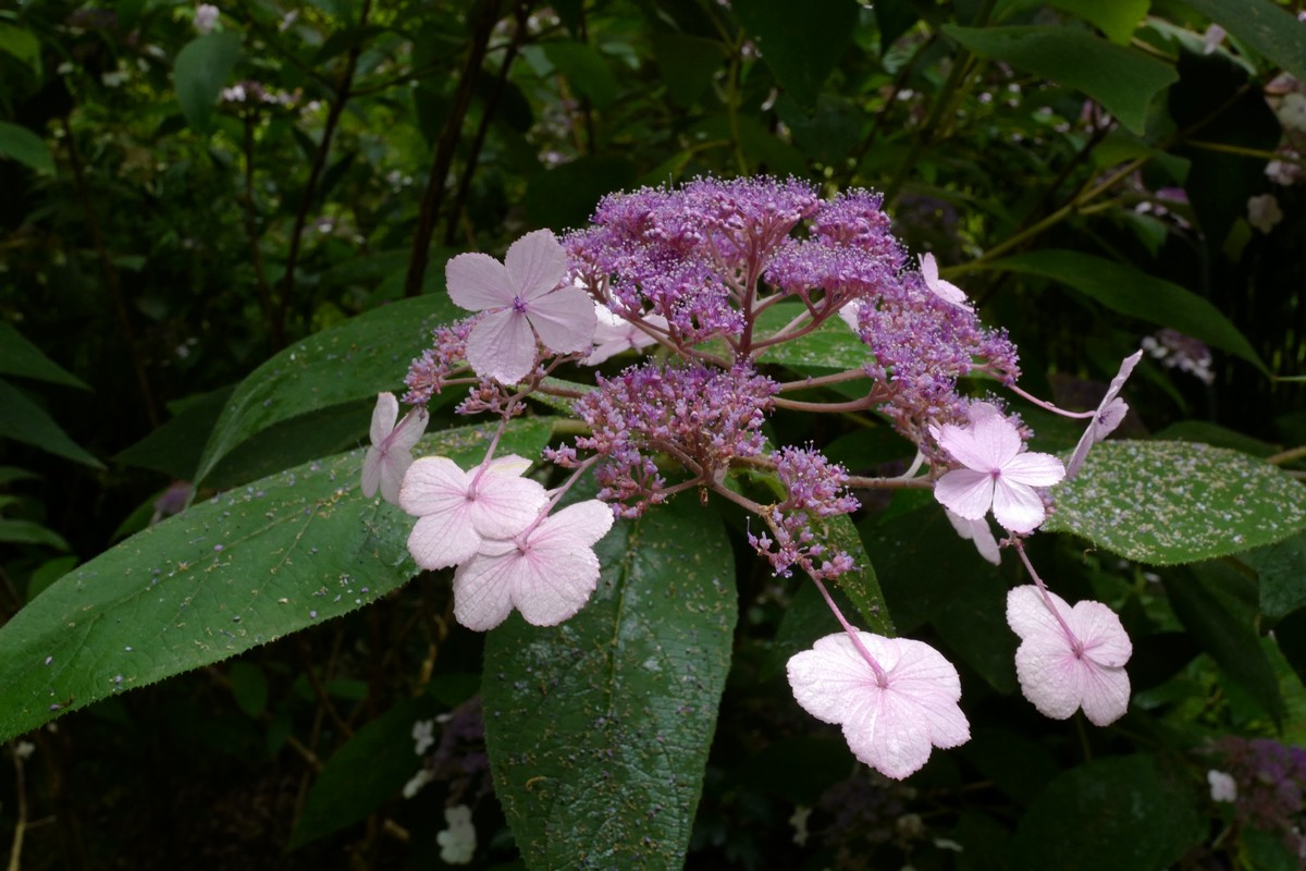 Hydrangea villosa