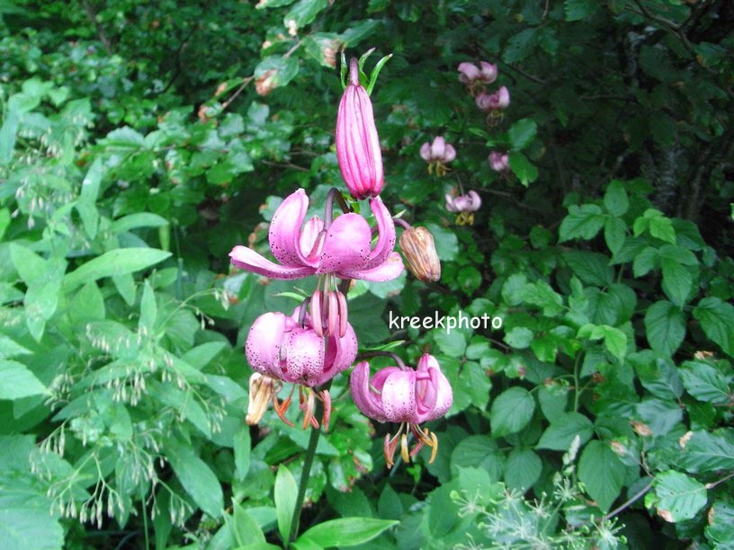 Lilium martagon