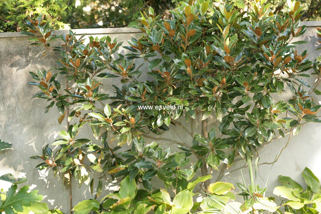 Magnolia grandiflora