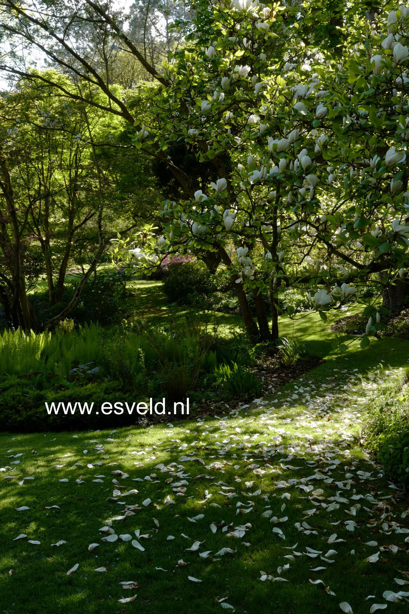 Magnolia soulangeana