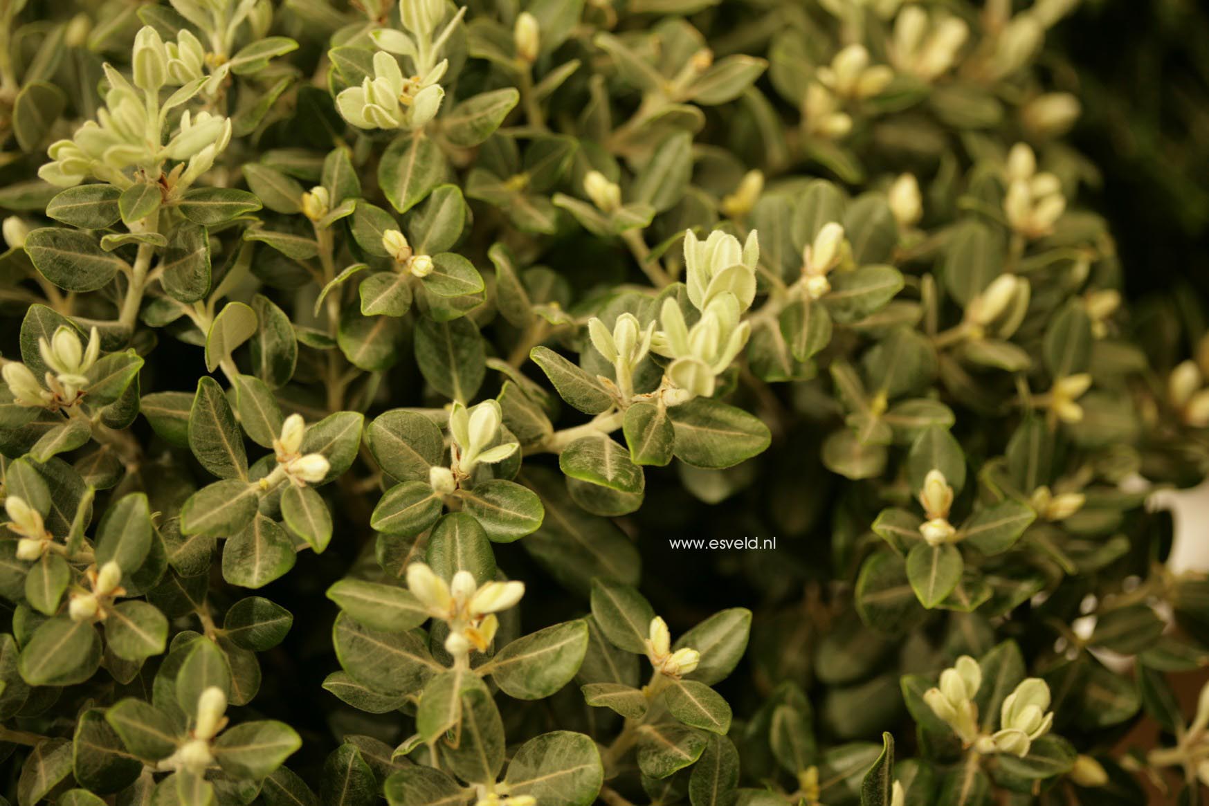 Metrosideros excelsa