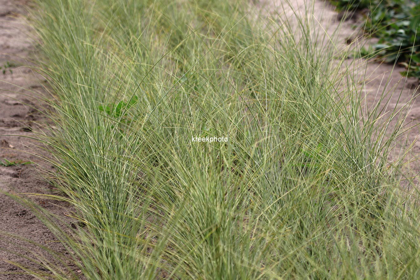 Miscanthus sinensis 'Morning Light'
