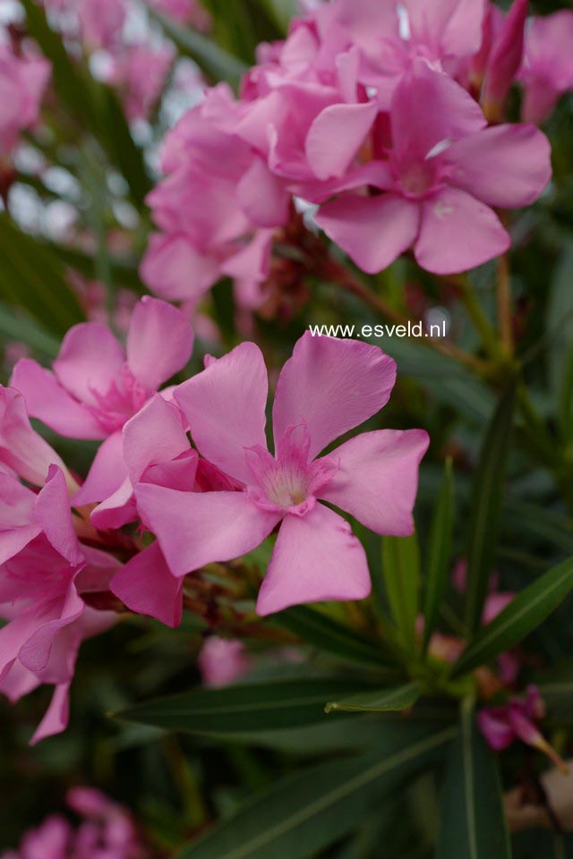 Nerium oleander