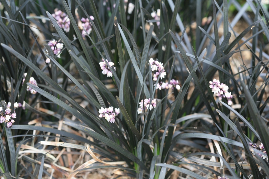 Ophiopogon planiscapus 'Niger'