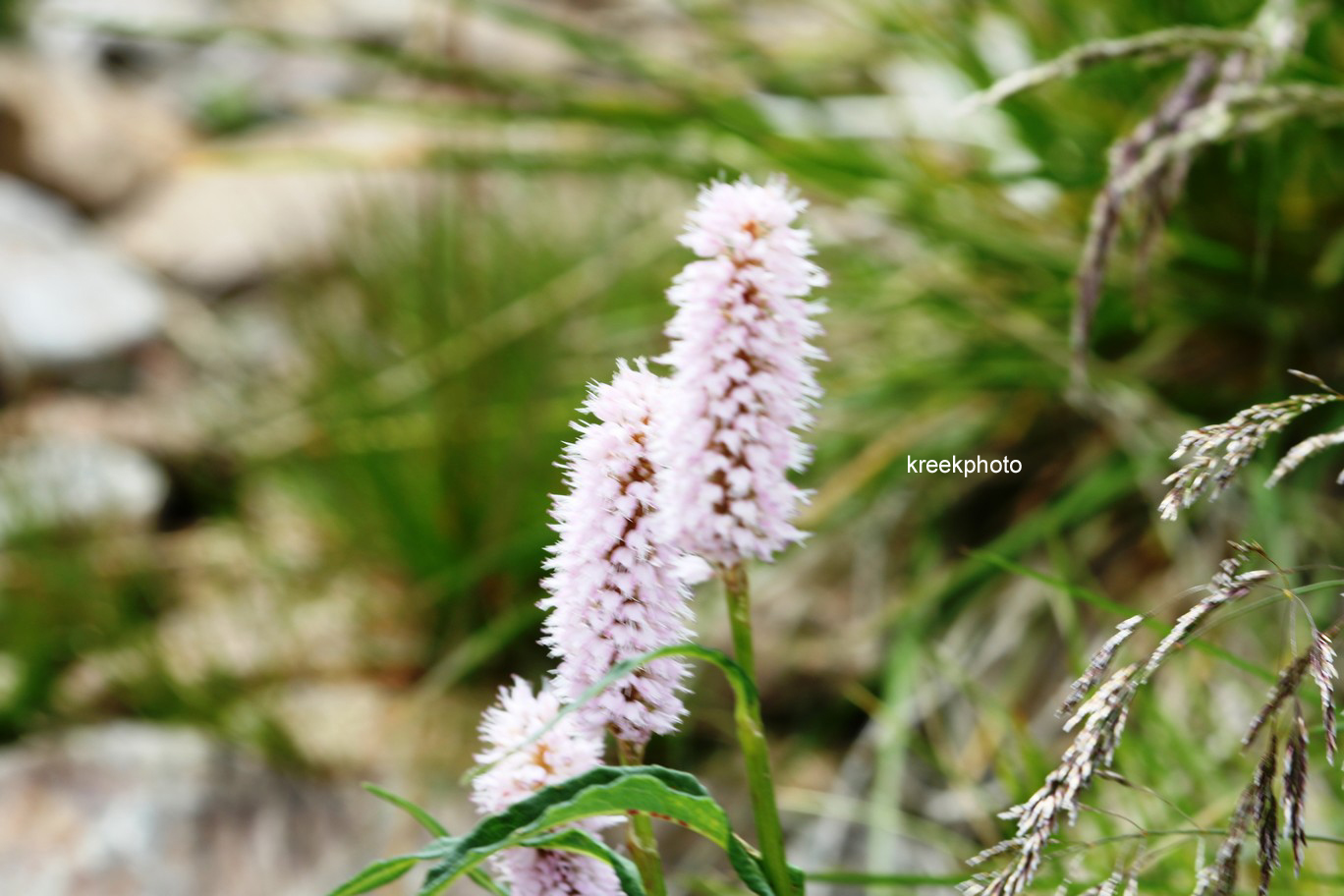 Persicaria bistorta